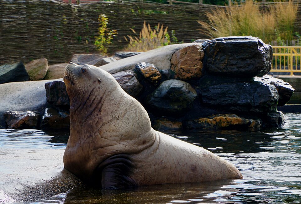 Thick creature wet