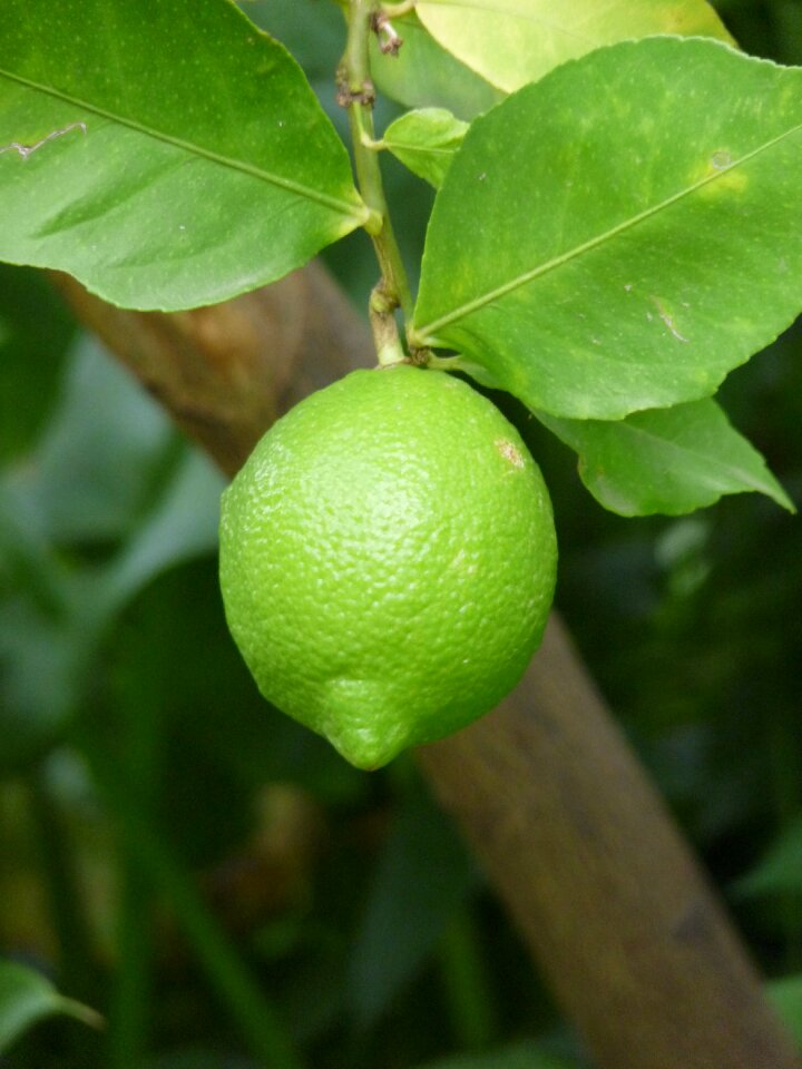 Nature green leaves