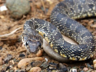 Culebra de herradura screwed hemorrhois hippocrepis