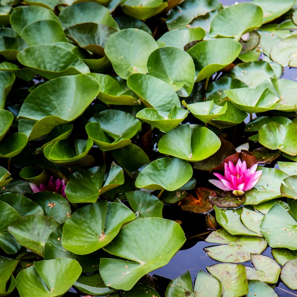 Lake water flower green