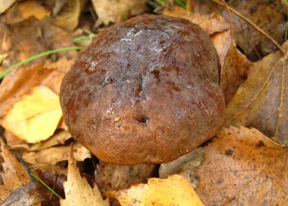 Unobtrusively close up birch mushroom