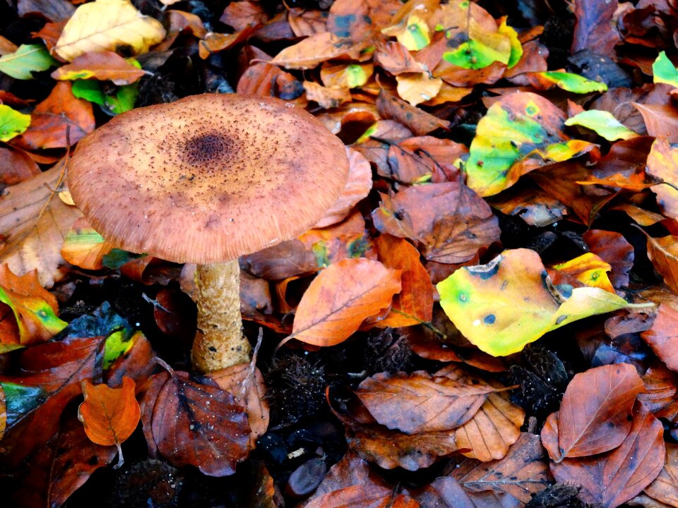 Leaves nature herbstimpression