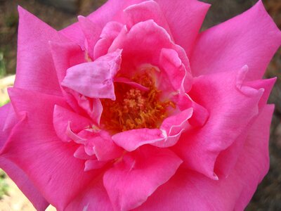 Bloom pink nature