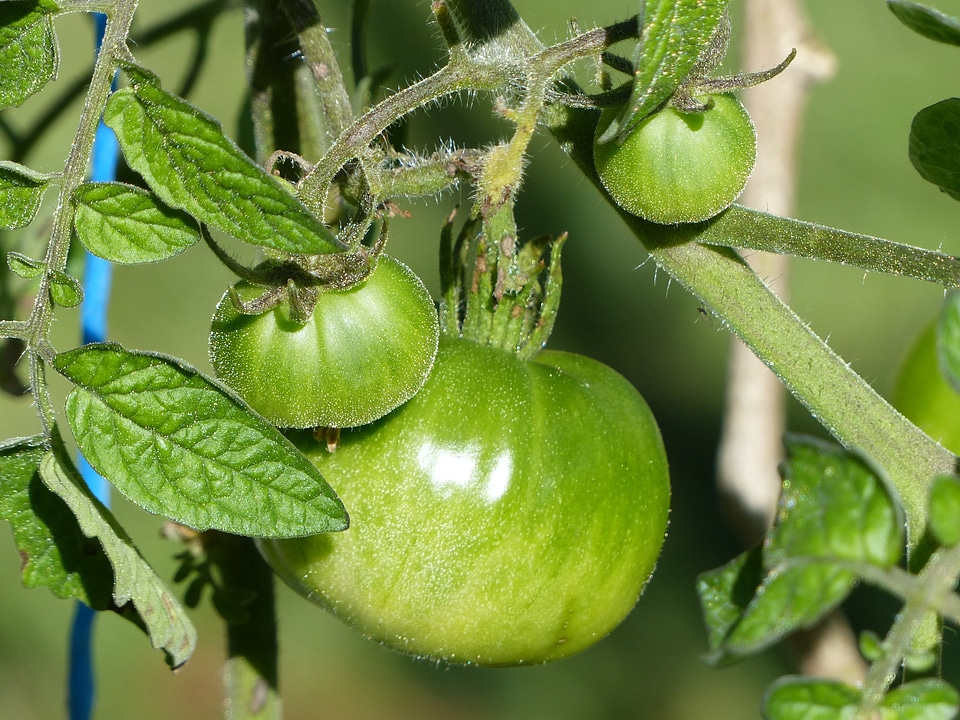 Tomato green tomato fruit