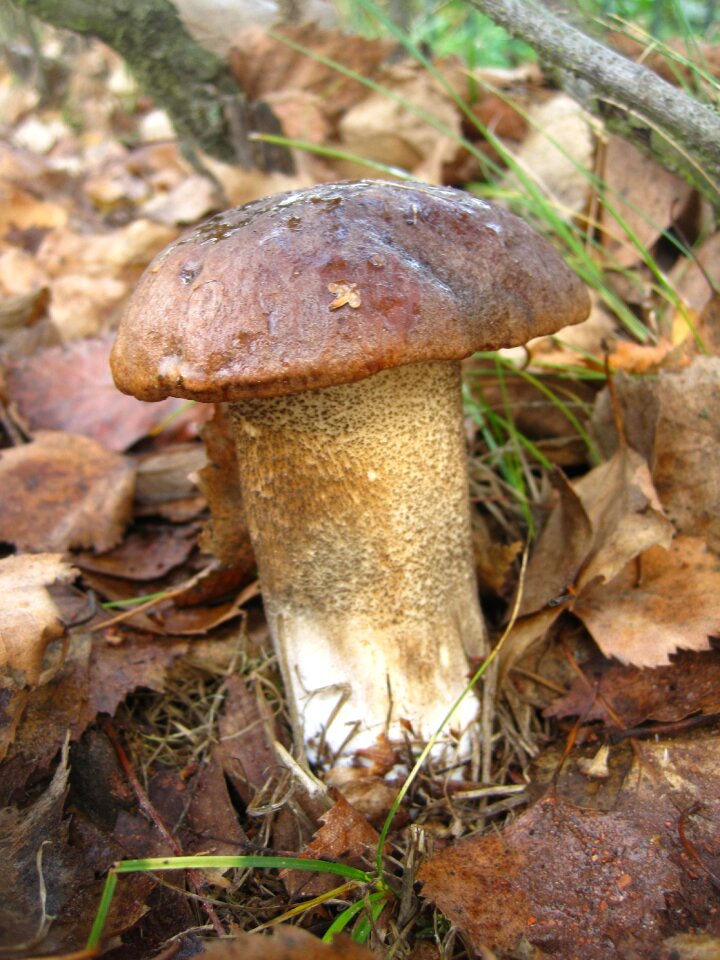 Edible autumn forest