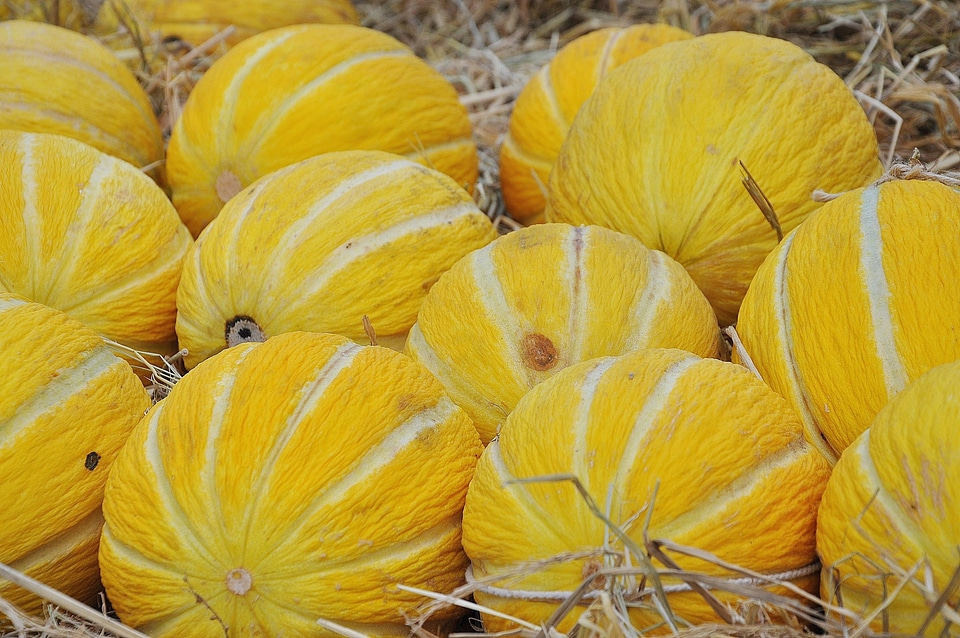 Fruit healthy market