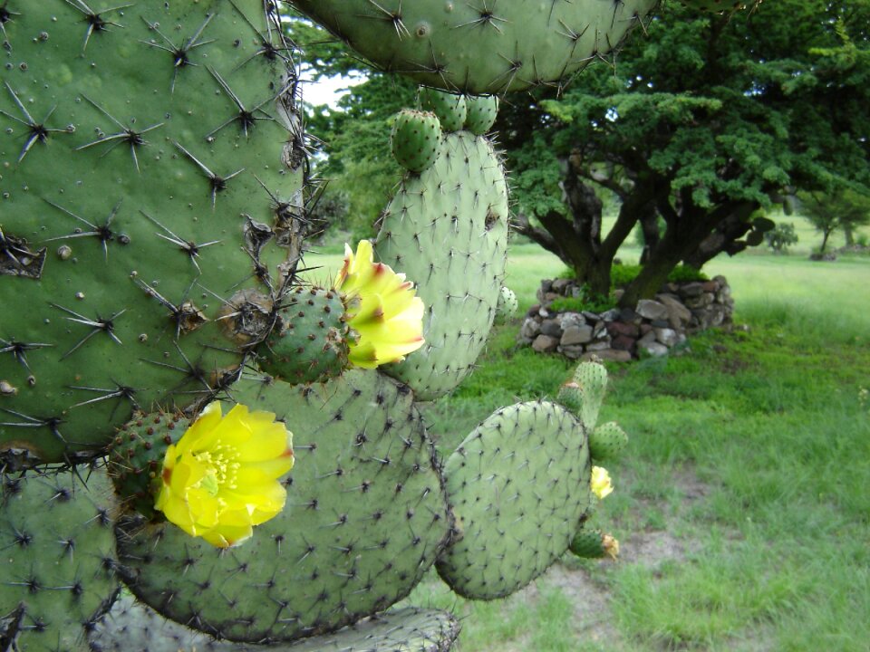 Teotihuacan cactus flower