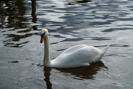 Bird swim lake photo