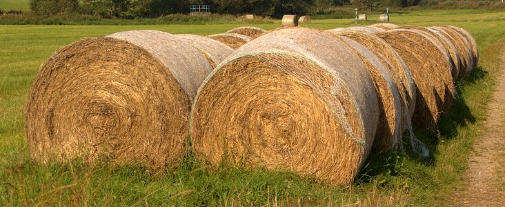 Hay harvest bale photo