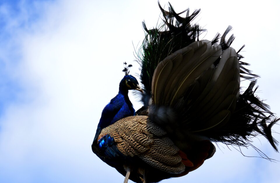 Bird ornamental birds plumage