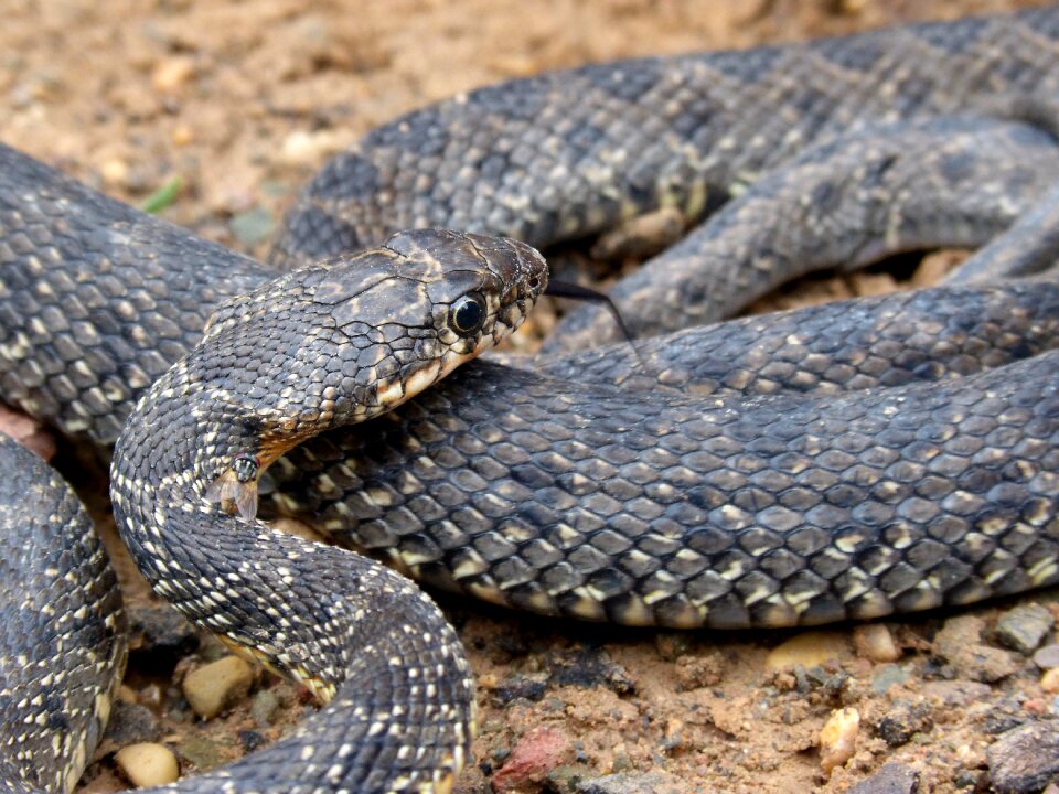 Culebra de herradura screwed hemorrhois hippocrepis