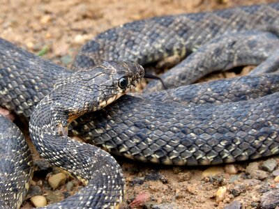 Culebra de herradura screwed hemorrhois hippocrepis