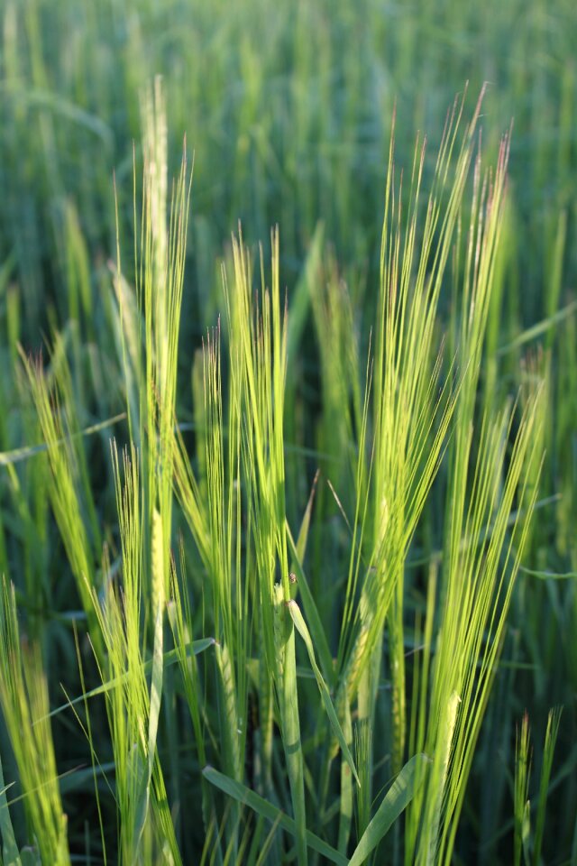 The cultivation of agriculture green
