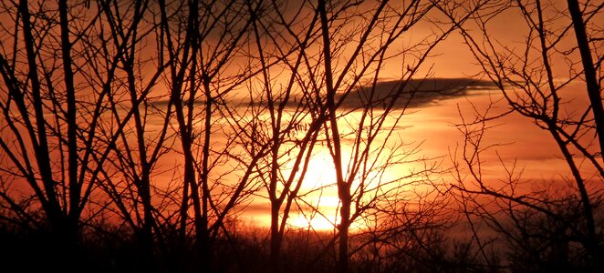 Sun evening trees