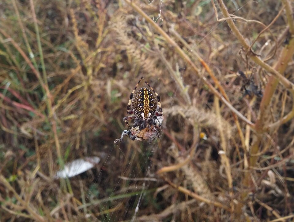 Araneus diadematus spider with prey spider's colors