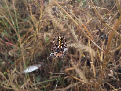 Araneus diadematus spider with prey spider's colors