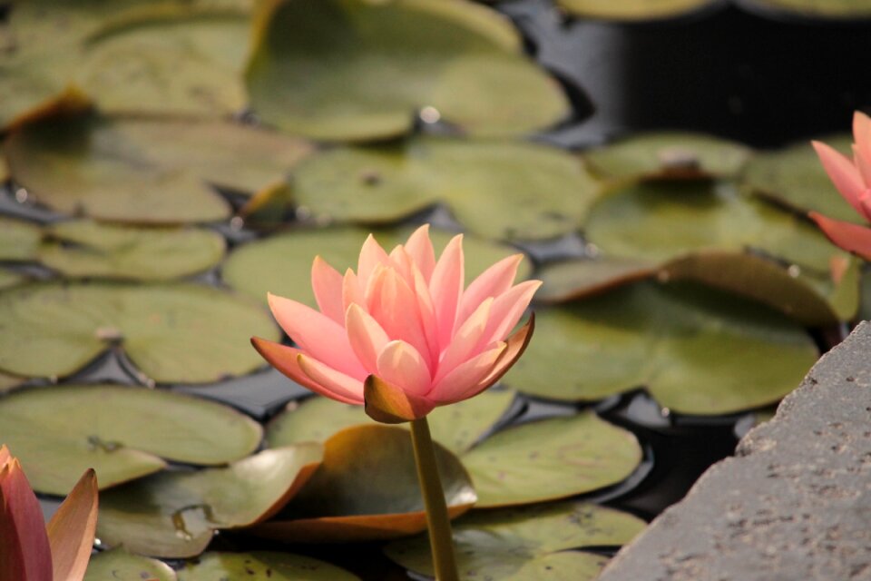 Waterlily lily blooming
