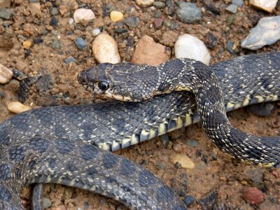 Culebra de herradura screwed hemorrhois hippocrepis