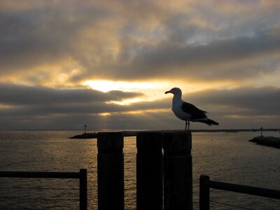 Boardwalk sky gull