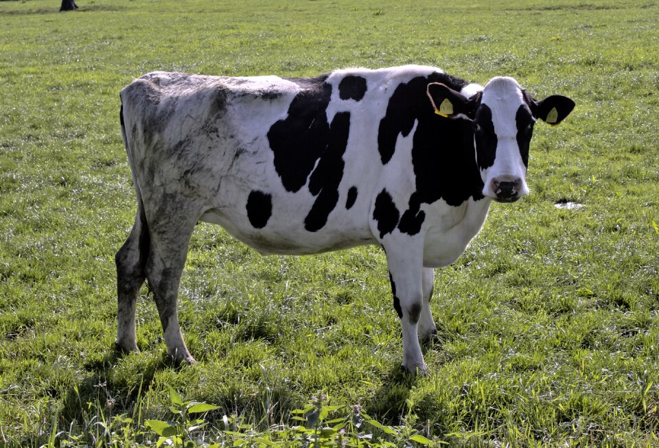 Field mammal green