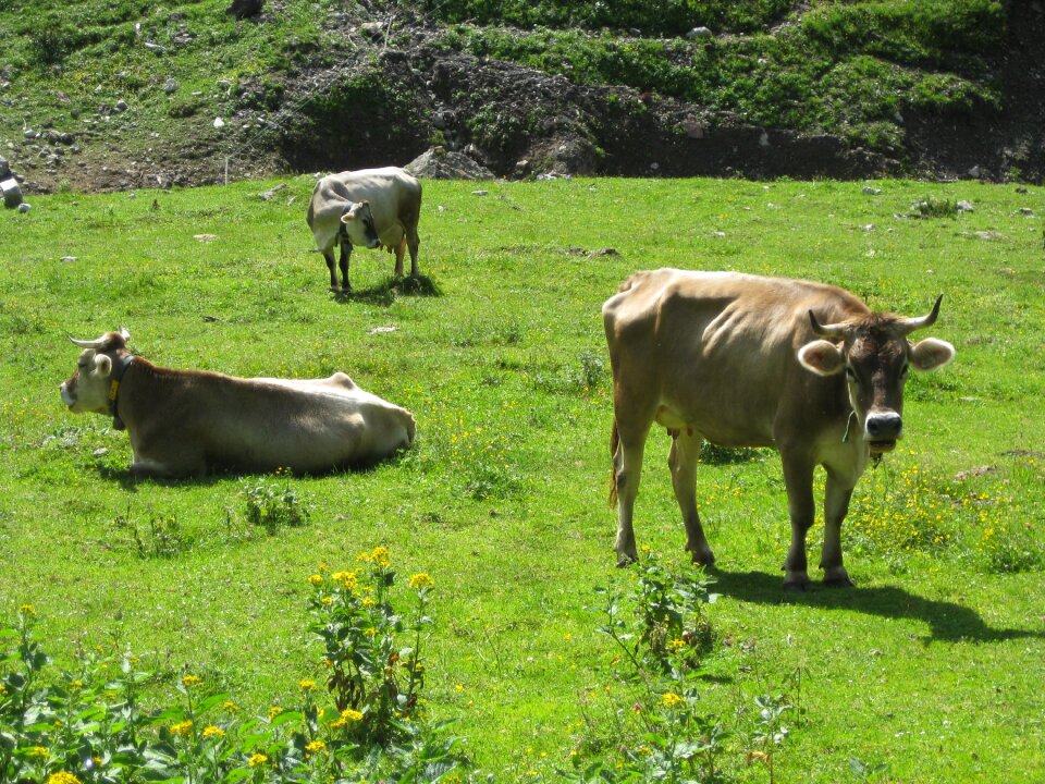Nature animal summer