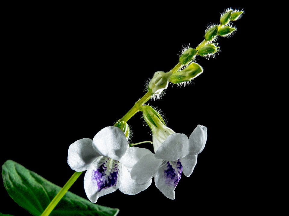 Bloom flower white violet