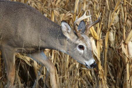 Wildlife animal nature photo