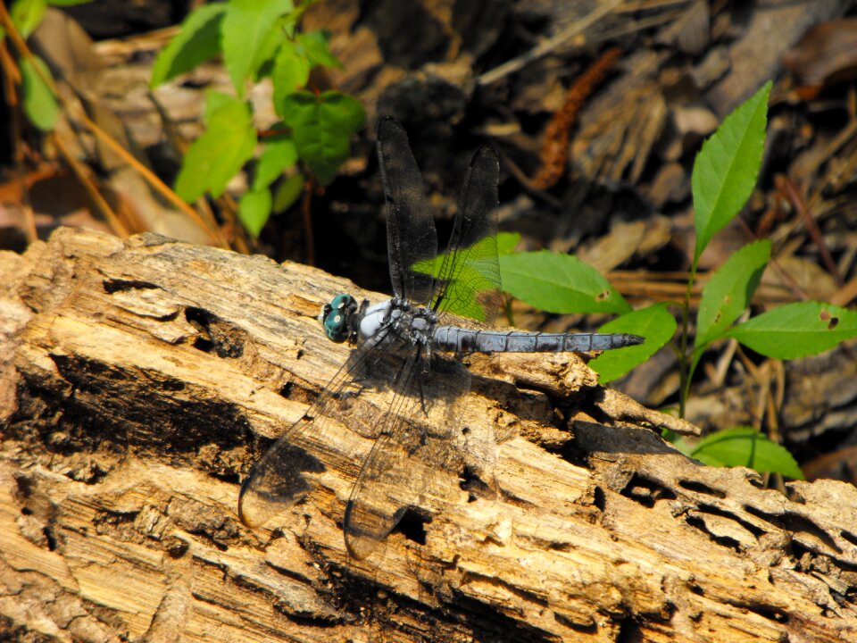 Wing winged resting