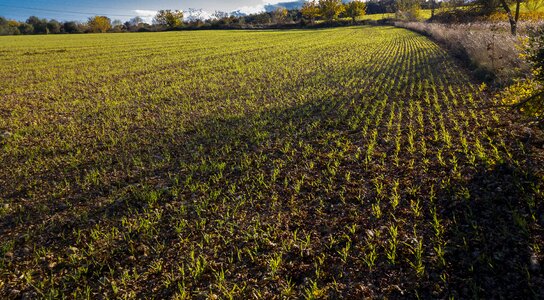 Winter wheat plantation agriculture