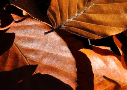 Leaves fall colors autumn leaf