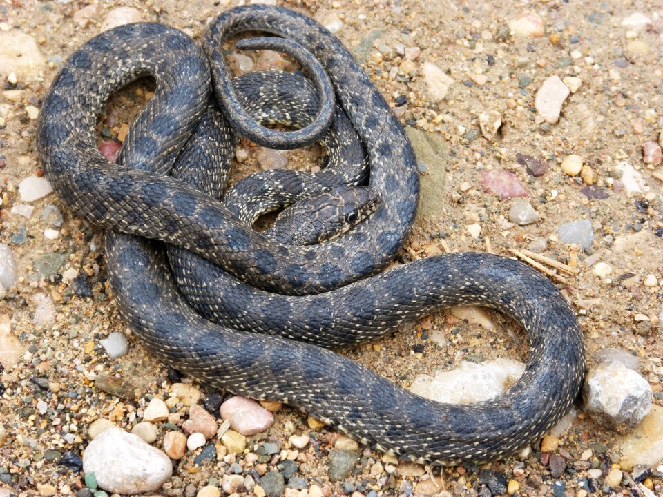 Culebra de herradura screwed hemorrhois hippocrepis
