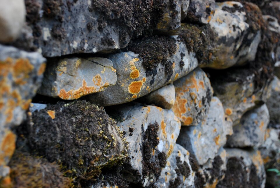 Lichen rocks path