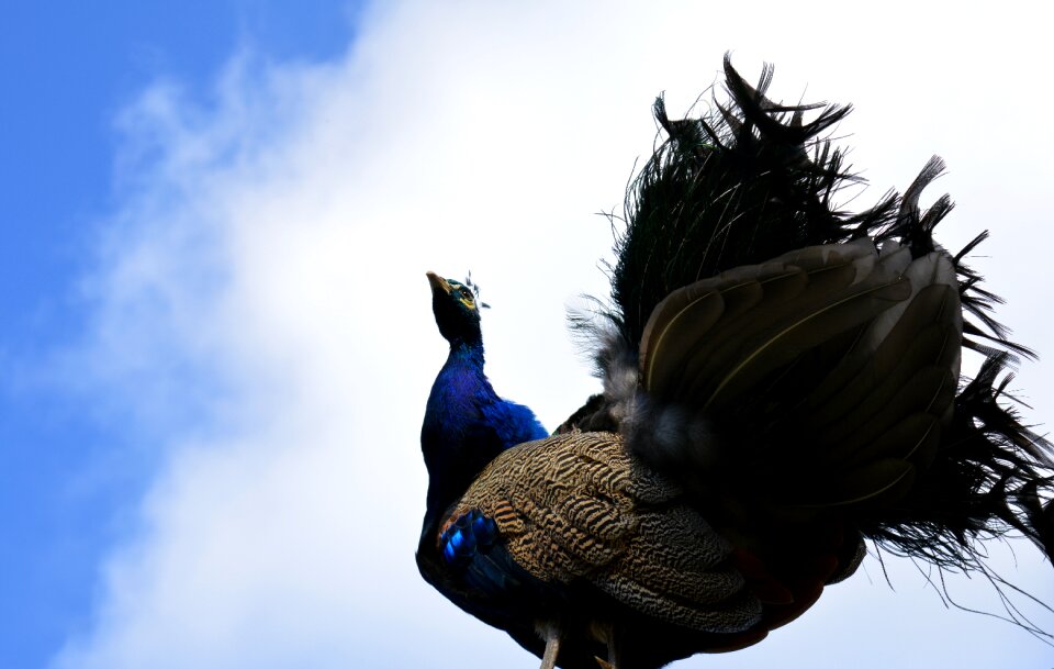 Bird ornamental birds plumage