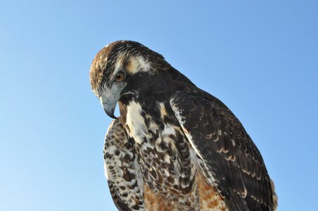 Wing falcon flying