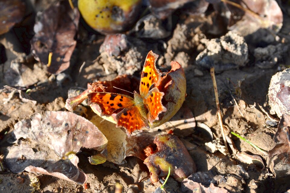Butterfly rotten fruit autumn