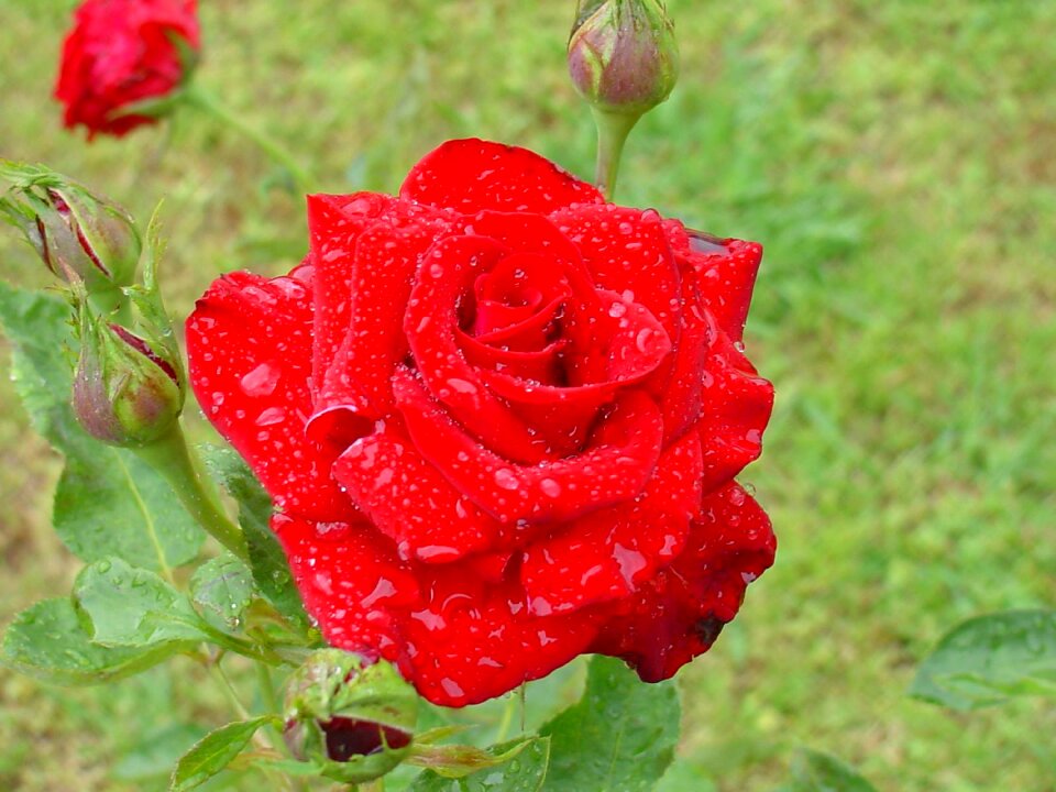 Plant floral blossom