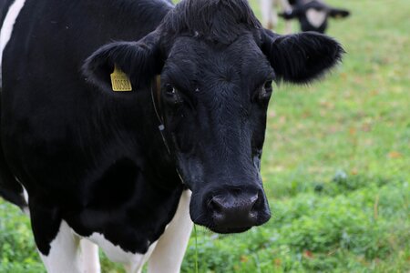 Animal dairy cattle