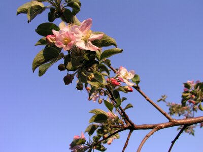 Tree blue apple