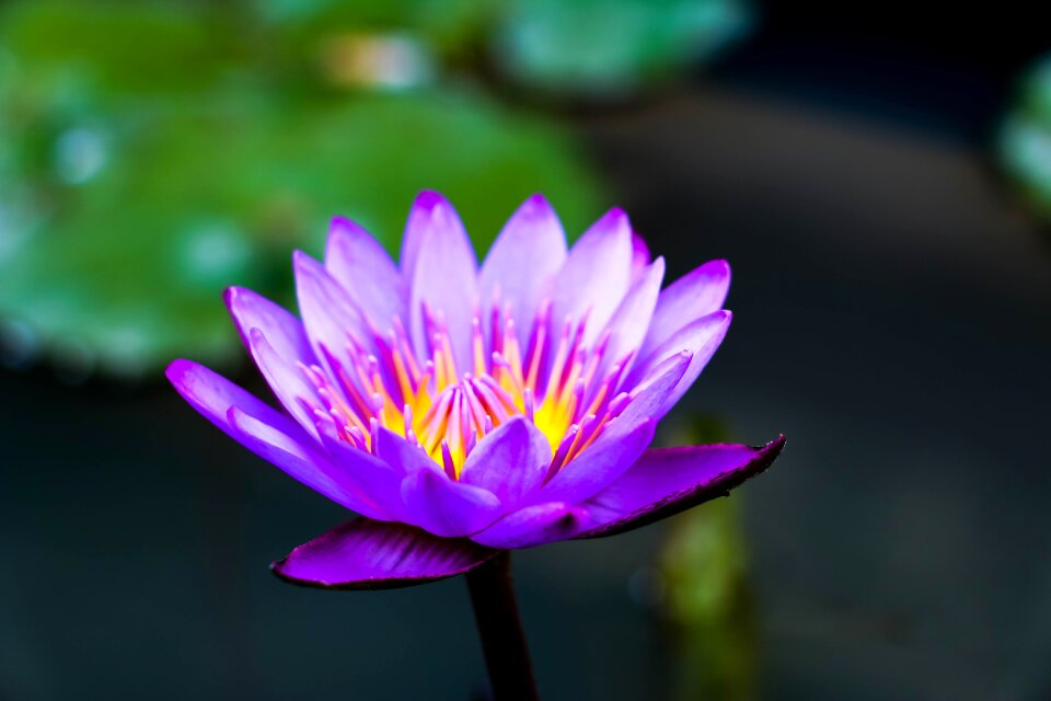 Water lily purple pond