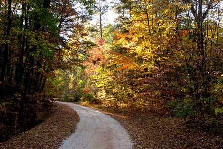 Morning autumn tree photo