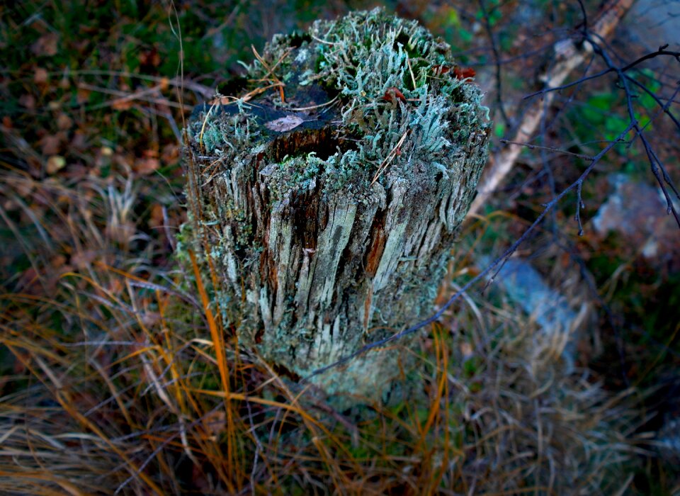 Rotten cracks moss
