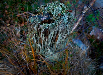 Rotten cracks moss
