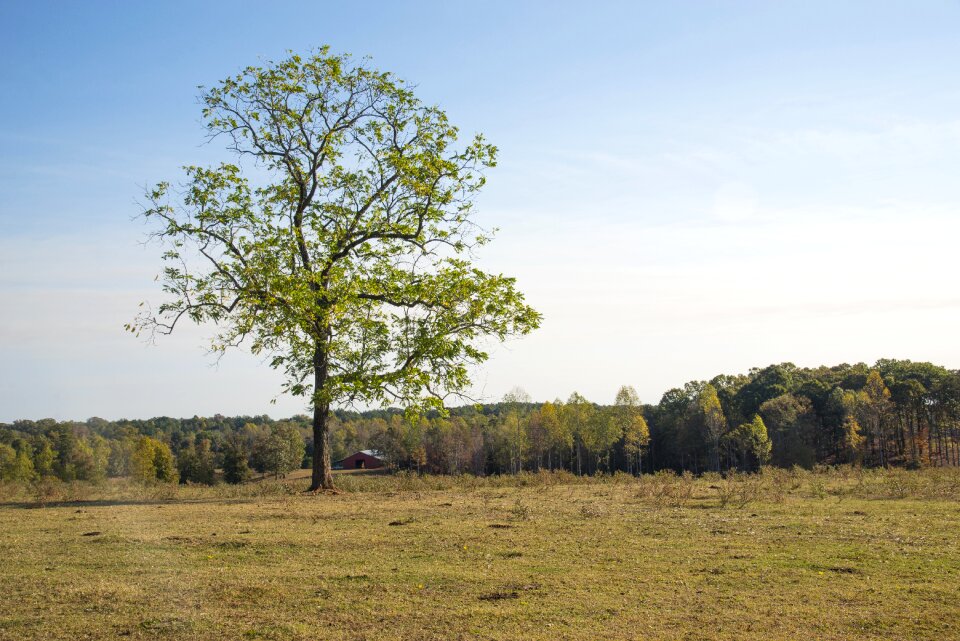 Landscape nature green