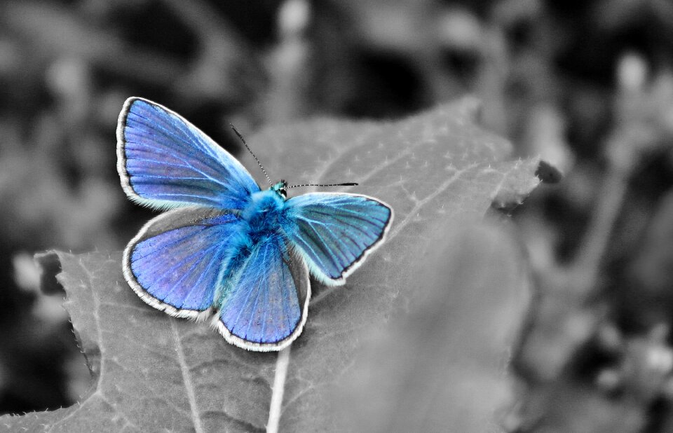 Macro nature butterfly summer