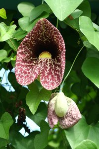 Nature bloom natural
