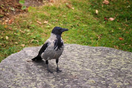 Raven bird bird plumage photo