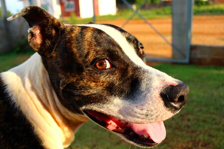 Animal smile mascot