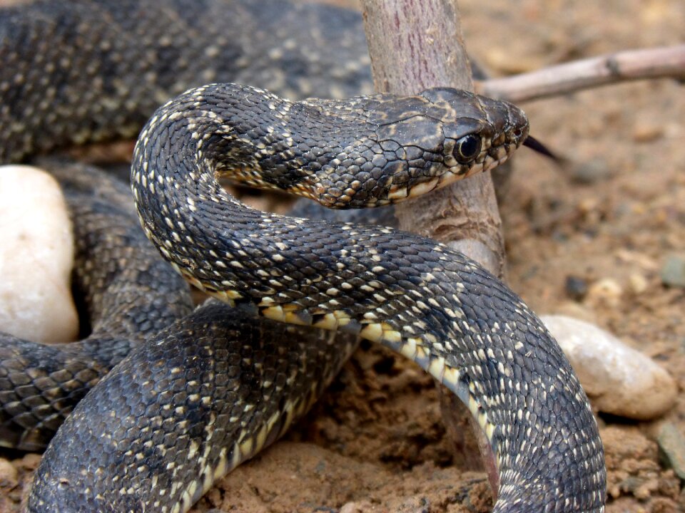 Culebra de herradura screwed hemorrhois hippocrepis