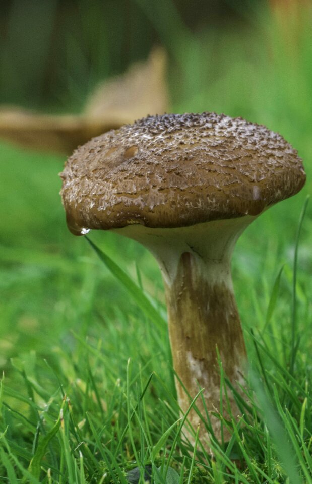 Nature edible food