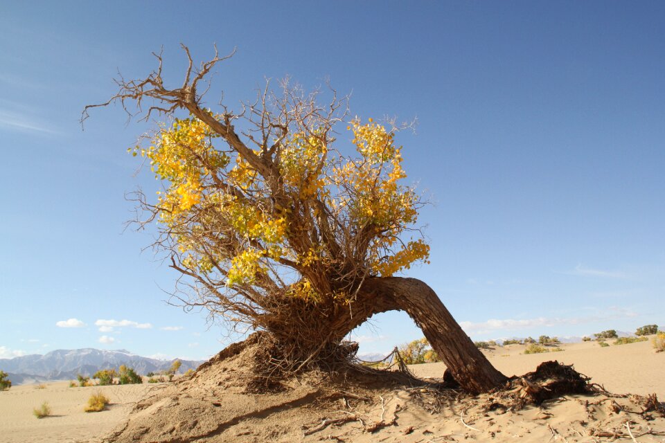 Tree dry wood